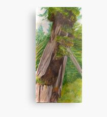 Haida Gwaii: Regeneration Metal Print