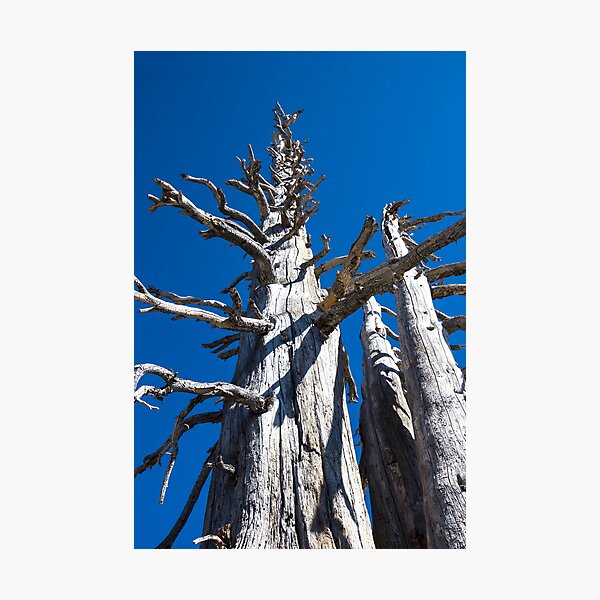 Item preview, Three Skeletal Trees With Blue Sky designed and sold by studiojanney.