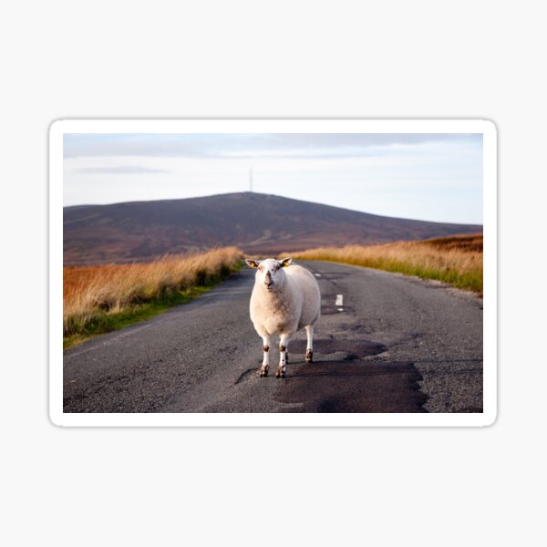 Sheep, Wicklow/Dublin Mountains Sticker