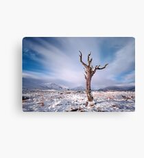 Rannoch moor tree Canvas Print
