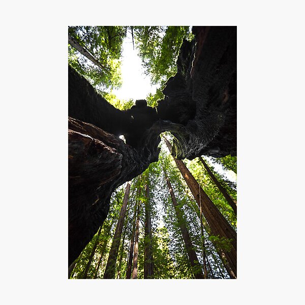 Item preview, Redwood Trees and Trunk designed and sold by studiojanney.