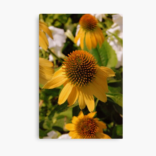 Yellow Blooms Canvas Print