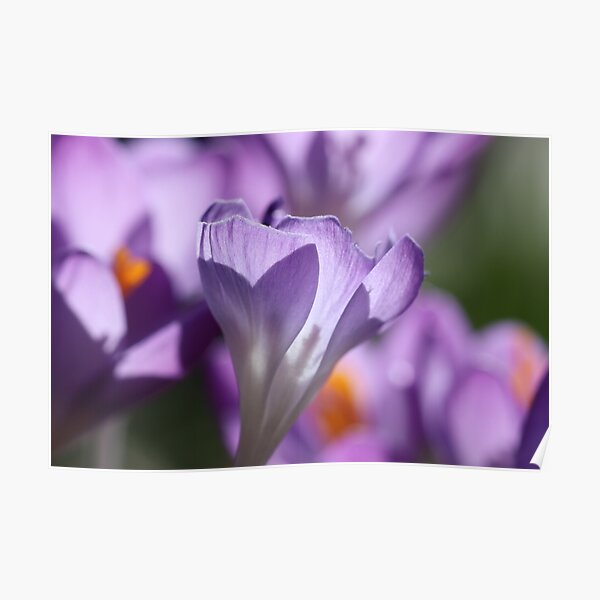 Purple Crocus Imperfections Poster