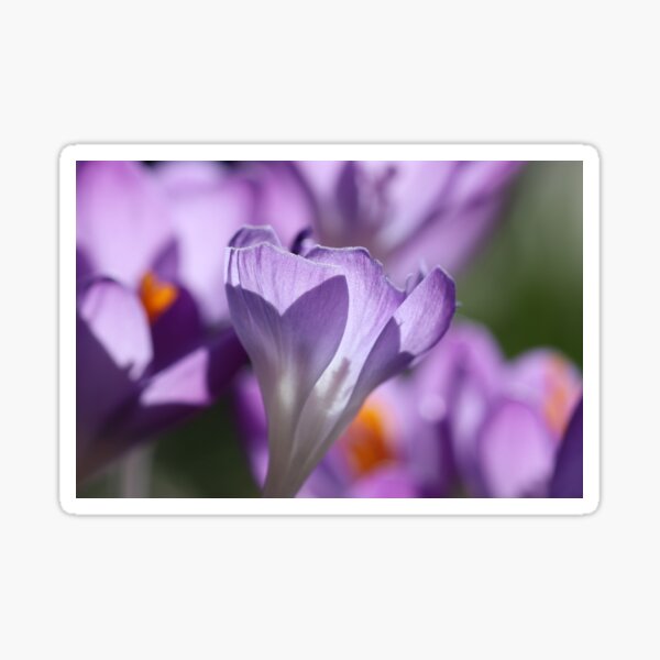 Purple Crocus Imperfections Sticker