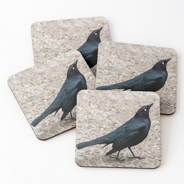 Artikelvorschau, Amsel Schönheit entworfen und verkauft von heatherfriedman.