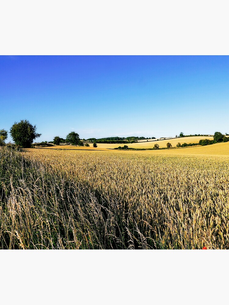 Summer Harvest by ScenicViewPics