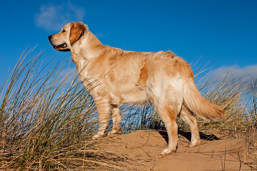 sand flats golden retrievers quot golden retriever quot by roger green redbubble sand flats golden retrievers quot golden retriever quot by roger green redbubble