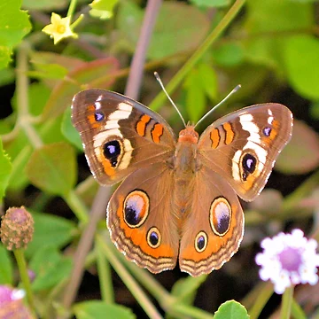 Vorschaubild zum Design Buckeye Among The Flowers von What I See by Dawne