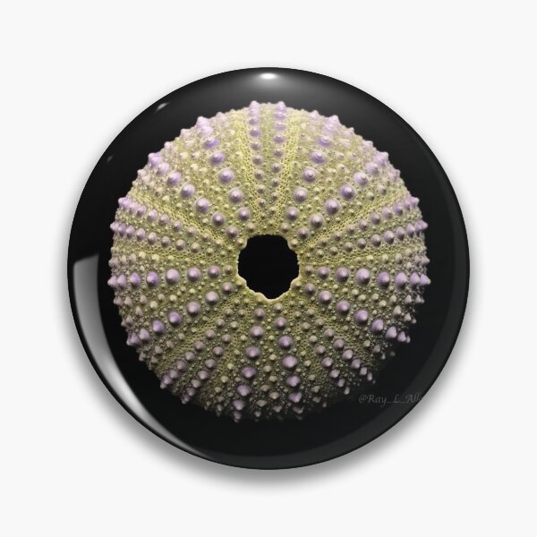 Item preview, Paracentrotus lividus designed and sold by MotherOfUrchins.