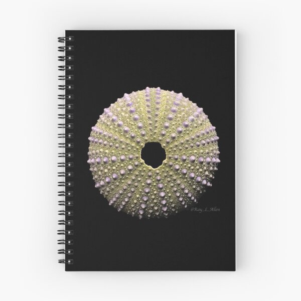 Item preview, Paracentrotus lividus designed and sold by MotherOfUrchins.