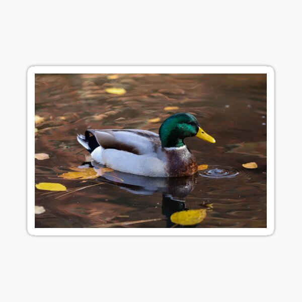 Mallard Sticker