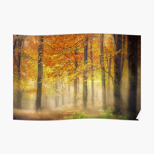 Autumn Gold Poster