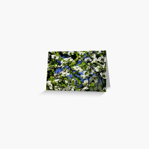 Item preview, Pacific Dogwood designed and sold by JRollinsGallery.