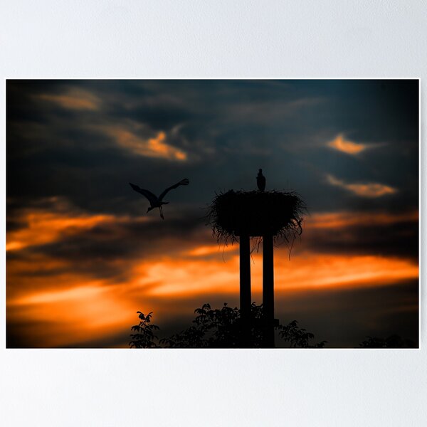 Item preview, Stork at sunset designed and sold by Srdjan Petrovic.