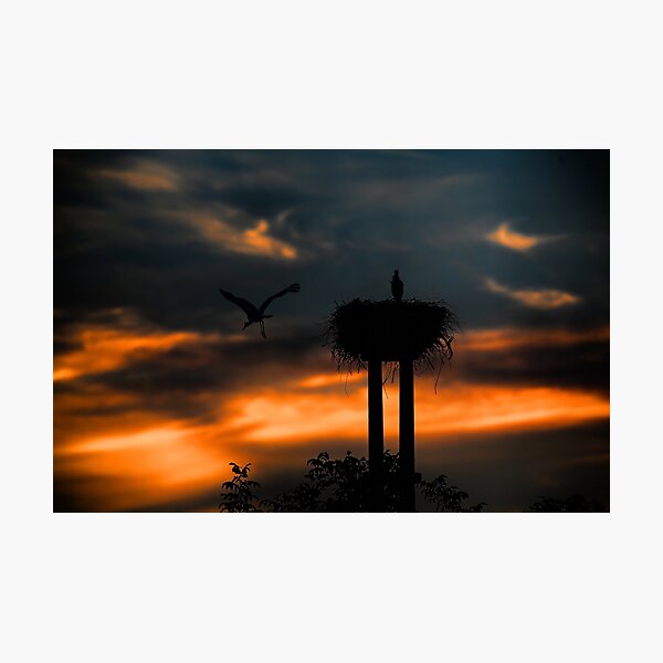 Item preview, Stork at sunset designed and sold by Srdjan Petrovic.