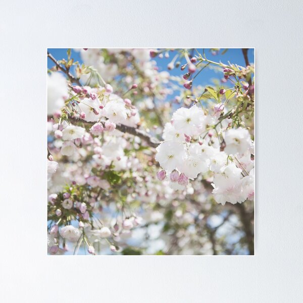 Item preview, Soft Cherry Blossoms designed and sold by Mel T.