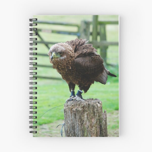 Item preview, Bateleur Eagle designed and sold by RichardGibb.