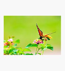 Monarch on Lantana III Photographic Print
