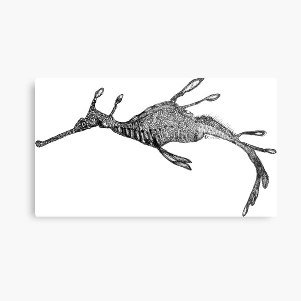 Jennifer the Weedy Sea Dragon Metal Print
