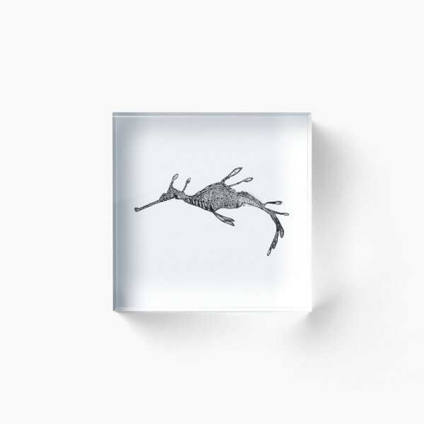 Jennifer the Weedy Sea Dragon Acrylic Block