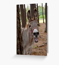 Donkey Greeting Card