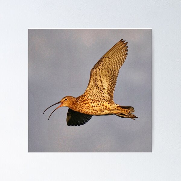 Item preview, Curlew in flight designed and sold by Alan Mackinnon.