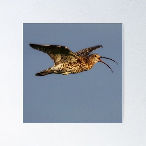 Item preview, Curlew in flight designed and sold by Alan Mackinnon.