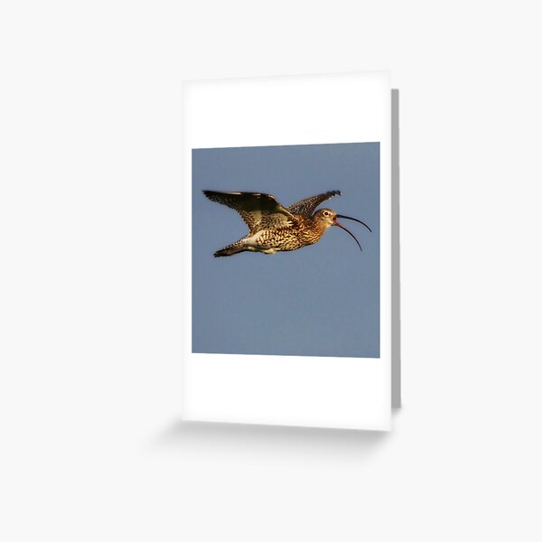 Item preview, Curlew in flight designed and sold by Alan Mackinnon.