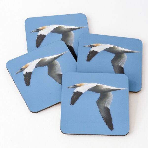 Item preview, Gannet in flight at Cantick Head designed and sold by Alan Mackinnon.