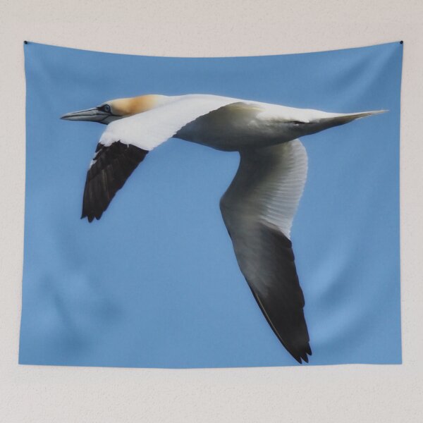Item preview, Gannet in flight at Cantick Head designed and sold by Alan Mackinnon.
