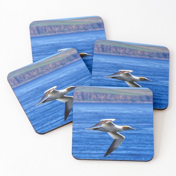 Item preview, Gannet in flight at Cantick Head designed and sold by Alan Mackinnon.