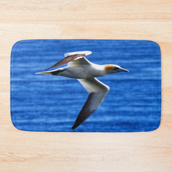 Item preview, Gannet in flight at Cantick Head designed and sold by Alan Mackinnon.