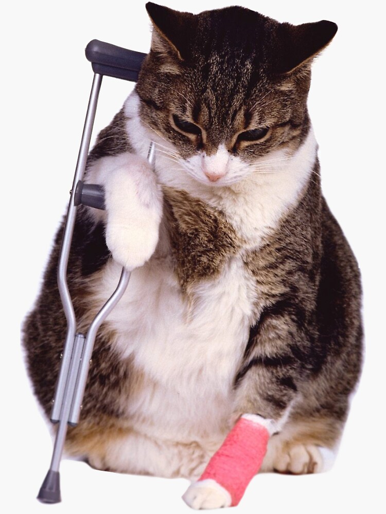 "Hurt Leg Chubby Mad Cat Meme" Sticker by DefinitionDump Redbubble