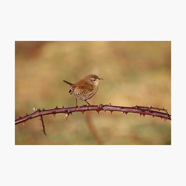 Winterkoning Photographic Print