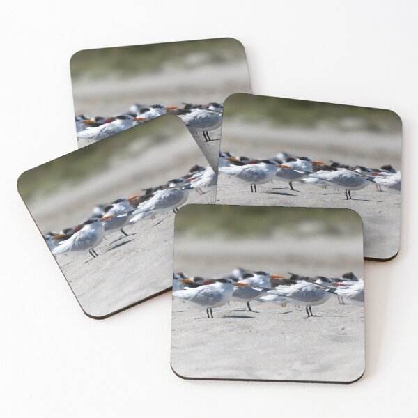 Item preview,  A group of Royal Terns, on the Beach at Cape Canaveral designed and sold by JohnGaffen.