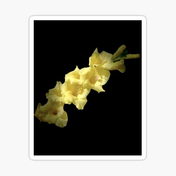 Diolus - Bold Yellow Gladiolus Photograph Sticker