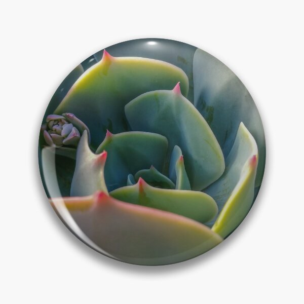 Aperçu de l'œuvre Succulente commençant à fleurir. créée et vendue par Clintpix.