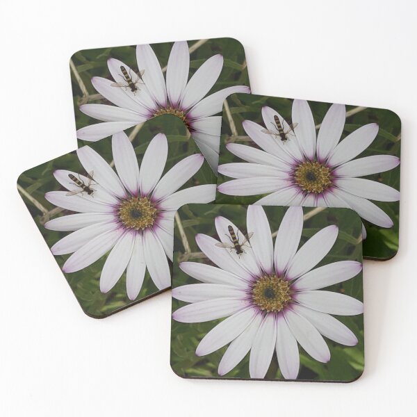Item preview, Osteospermum (African Daisy) With Hoverfly designed and sold by Pickle-Mouse.