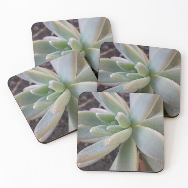 Item preview, Succulent Plant - Echeveria 2 designed and sold by Clintpix.