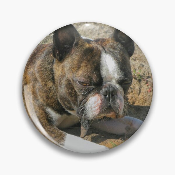 Item preview, Young Boston Terrier designed and sold by Photopat.