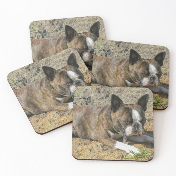 Item preview, Young Boston Terrier designed and sold by Photopat.