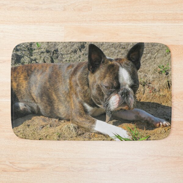 Item preview, Young Boston Terrier designed and sold by Photopat.