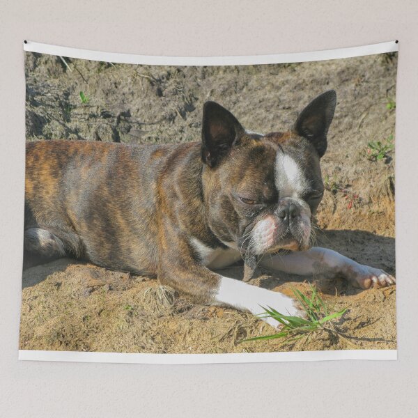 Item preview, Young Boston Terrier designed and sold by Photopat.