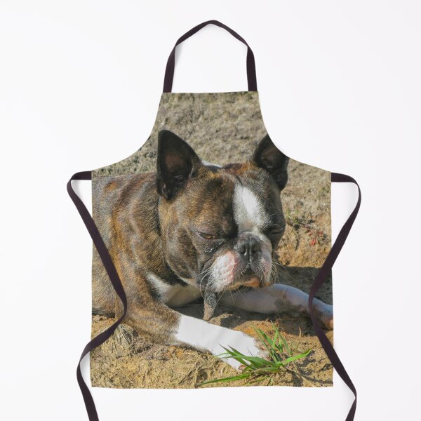 Item preview, Young Boston Terrier designed and sold by Photopat.