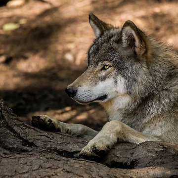 Artwork thumbnail, Timber Wolf by WolvesOnly