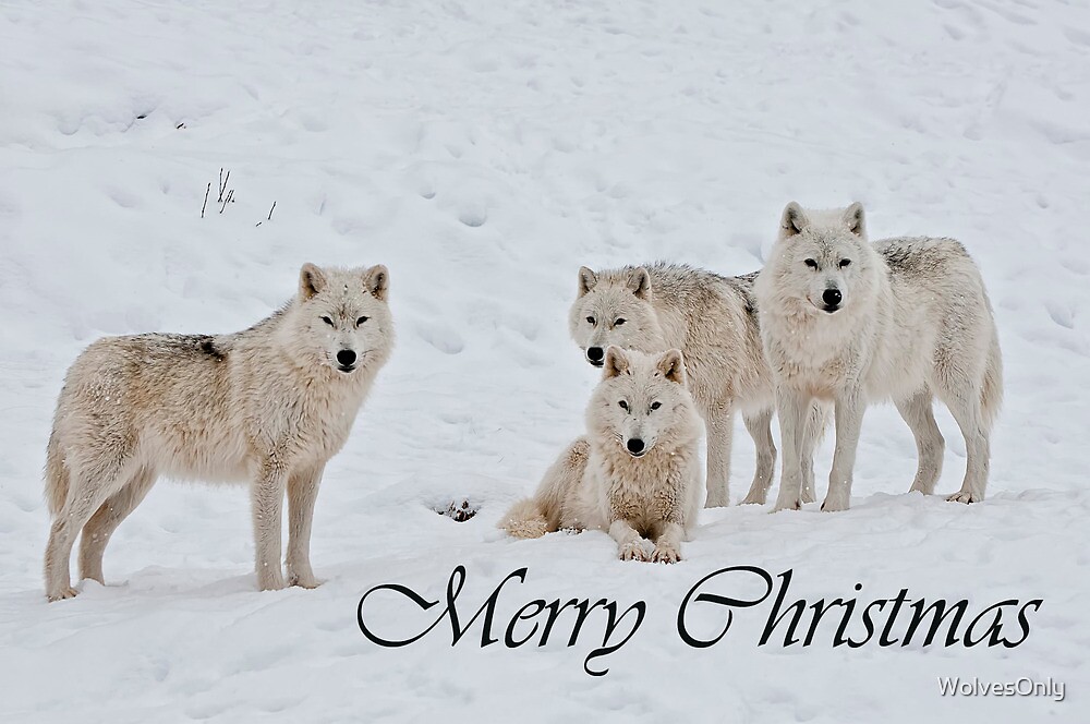 arctic-wolf-christmas-card-english-2-by-wolvesonly-redbubble
