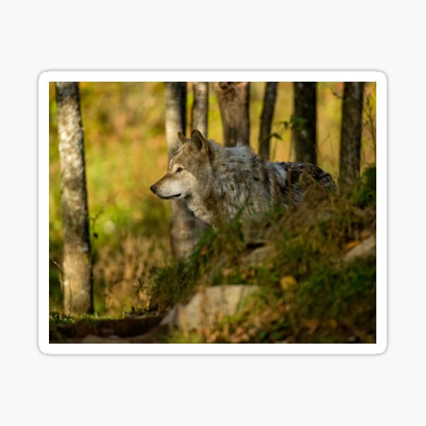 Timber Wolf Stickers Redbubble - roblox timber wolf