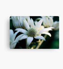 Flannel flowers Canvas Print