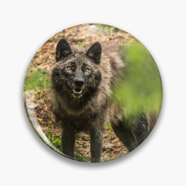 Item preview, Black Wolf In Forest designed and sold by WolvesOnly.