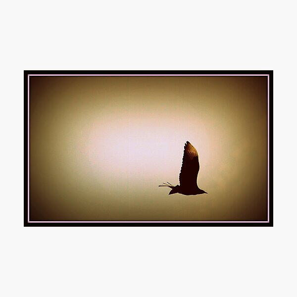 Aperçu de l'œuvre Lone Buzzard créée et vendue par Littlehalfwings.